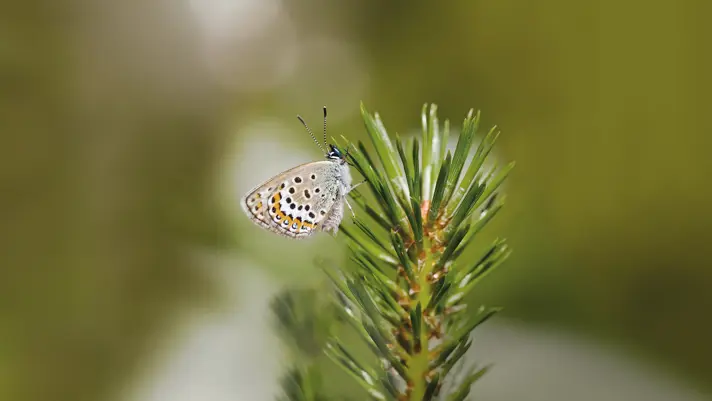 UPM signs a EUR 750 million revolving credit facility with a margin tied to long-term biodiversity and climate targets