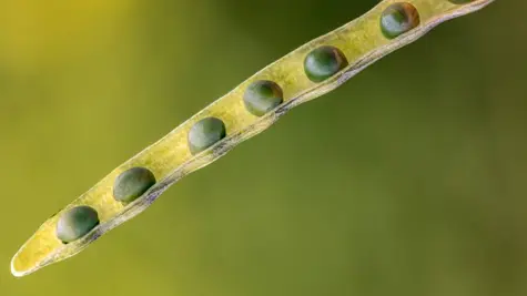 Carinata &#x2013; Seeds of climate positive change