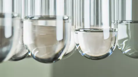 Taking climate action in forests and plantations 