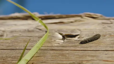 Working towards biodiversity enhancement in forests and plantations